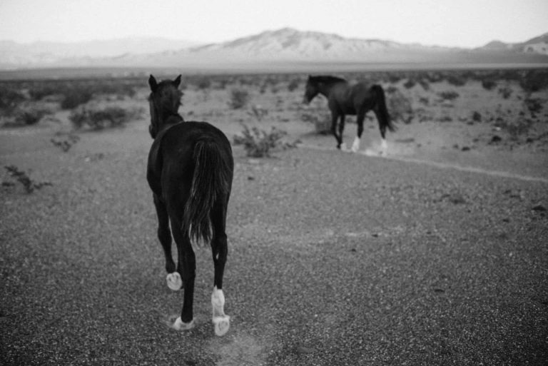 wild horses at death valley